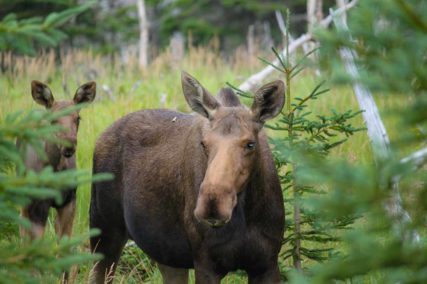 Golden Lake Estates Ltd. - Immobilien in Kanada