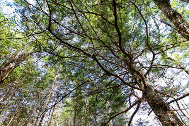 Properties in Cape Breton Island - www.goldenlakeestates.ca