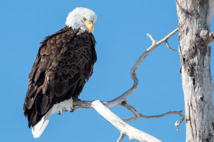 Wildlife Canada - www.glee2021mmamen.wpengine.com