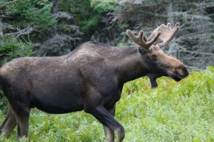 Immobilien Kanada- www.glee2021mmamen.wpengine.com