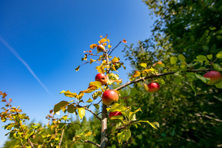 Properties in Cape Breton Island - www.goldenlakeestates.ca