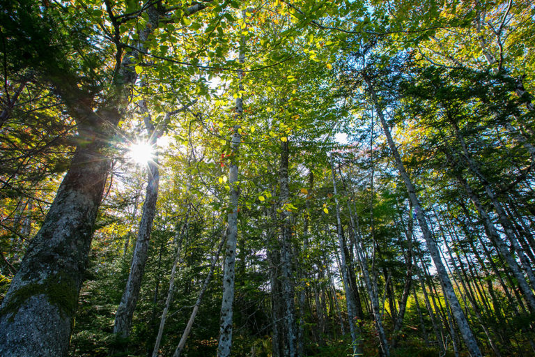 Properties in Cape Breton Island - www.goldenlakeestates.ca