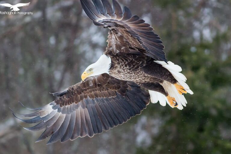 Mash Mashaghati Photography