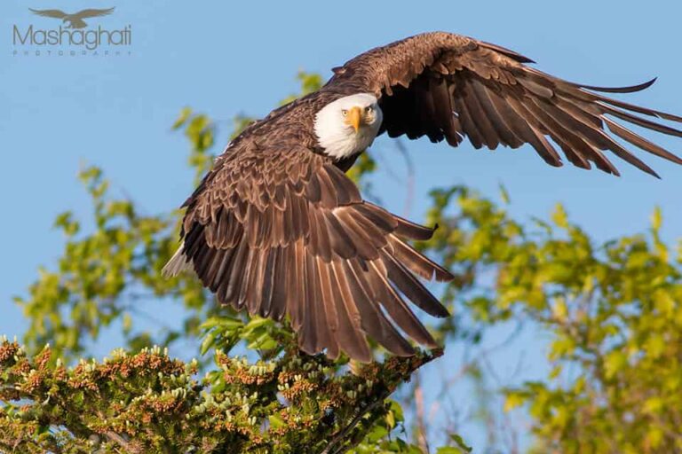 Mash Mashaghati Photography